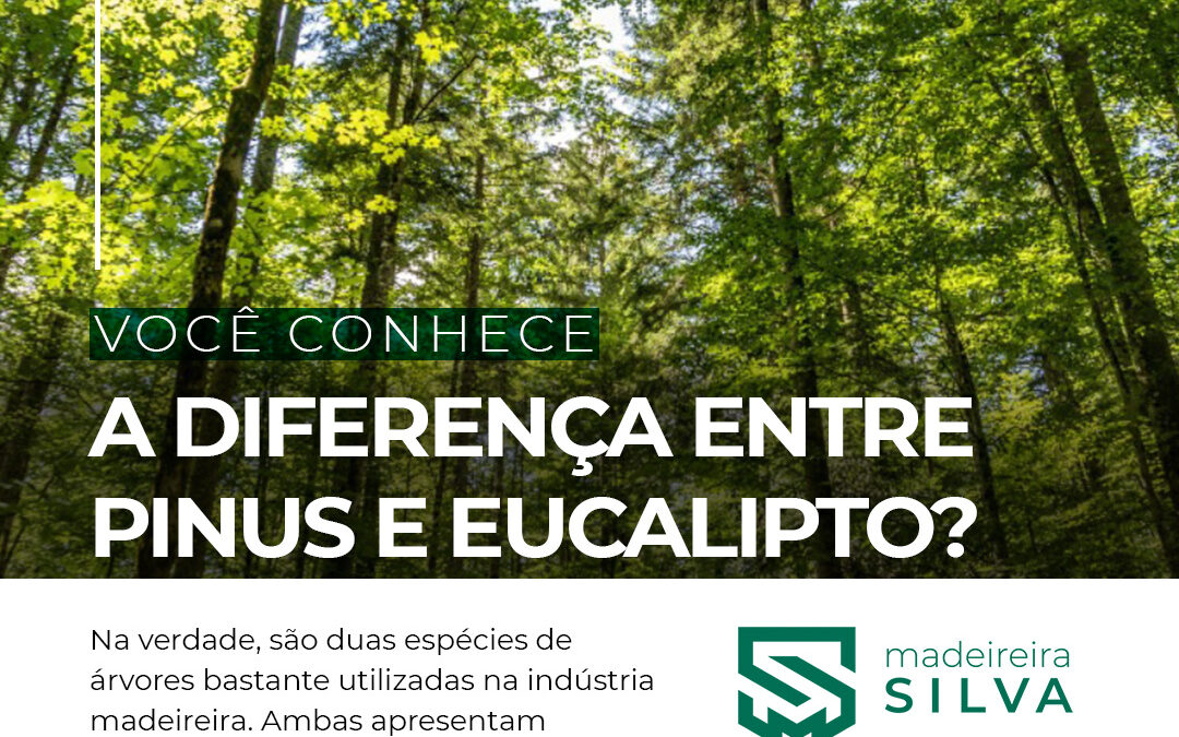 Eucaliptos e Pinus diferença